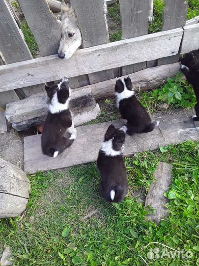 Русско-европейская лайка