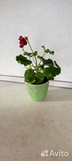 Комнатные и садовые цветы