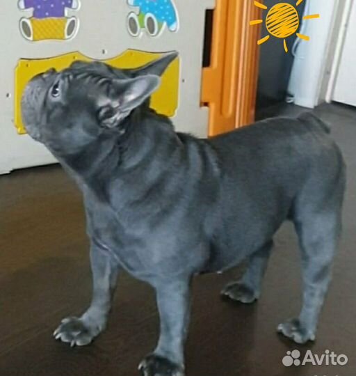 Девочка голубого окраса 2.5 года