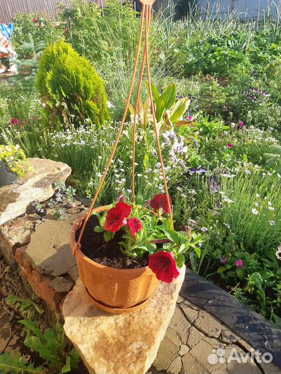 Петунии ампельные в кашпо