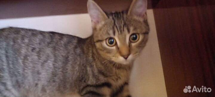 Отдам бесплатно котёнка