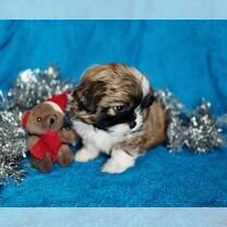 Русская цветная болонка, щенок