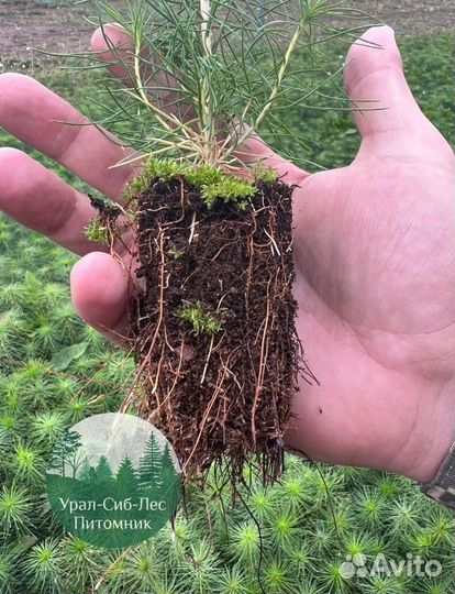 Зкс и окс Сосна Ель Лиственница сеянцы Голуб горн