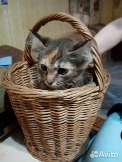 Кошка в лукошке (котенок)