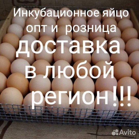 Инкубационное яйцо с доставкой