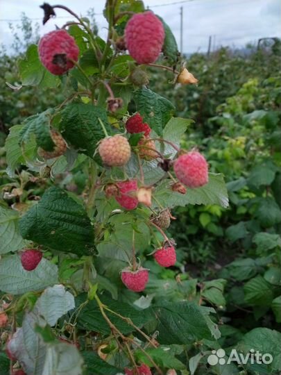 Саженцы ремонтантной малины, цветы