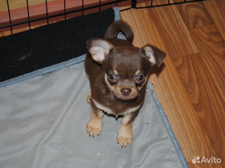 Шоколадные малыши