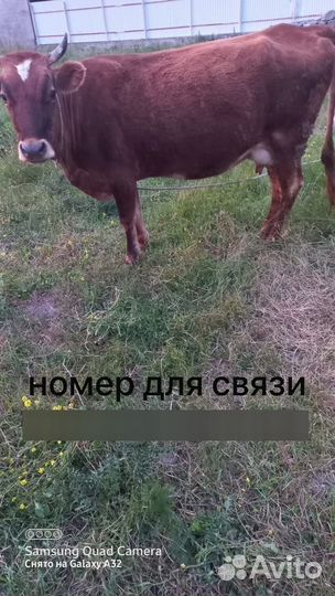 Корова дойная