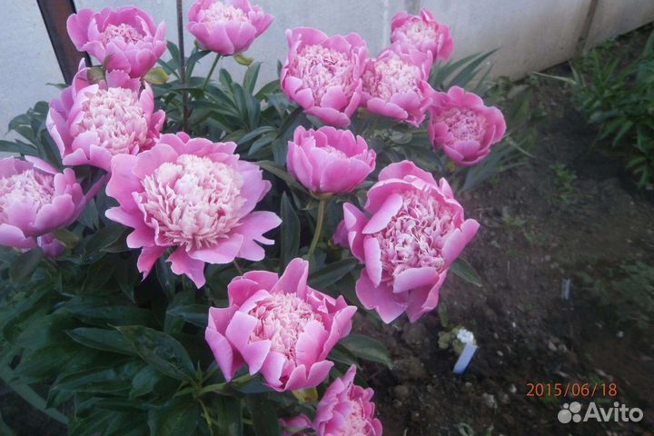 Пионы сортовые на срезку