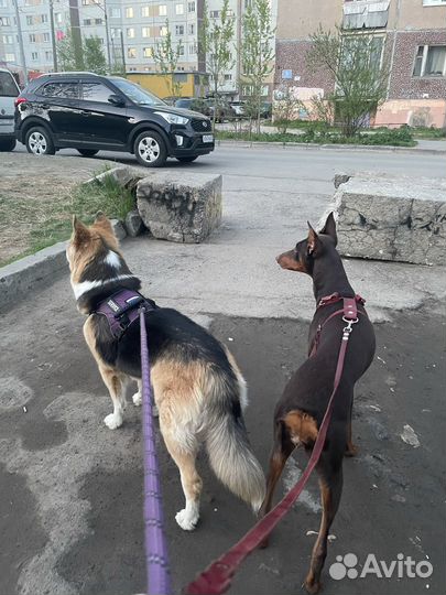 Выгул/передержка собак