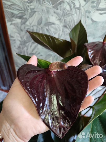 Антуриум чёрный принц