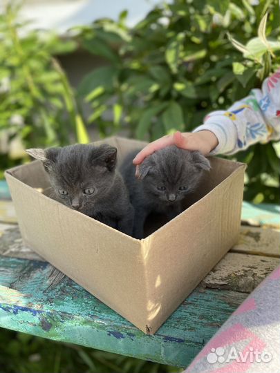 Шотладские вислоухие котята