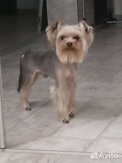 Йоркширский терьер мини беби фейс