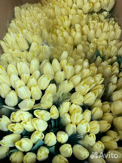 Тюльпаны - цветы оптом и в розницу