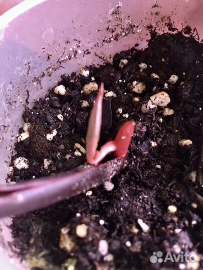 Филодендрон Розовая принцесса