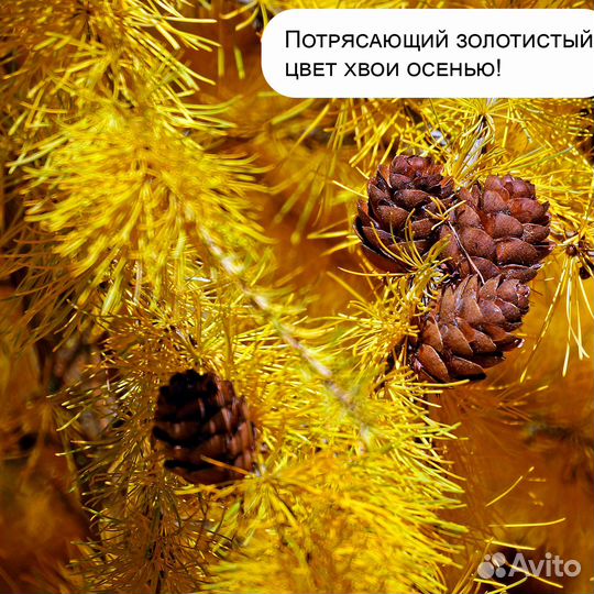 Лиственница европейская, саженец в контейнере С3