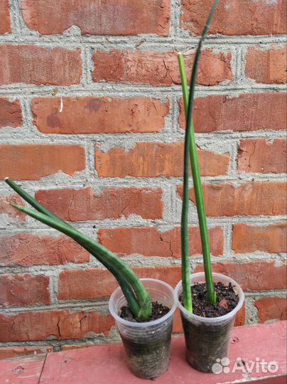 Сансевиерия Bacularis 'Mikado'