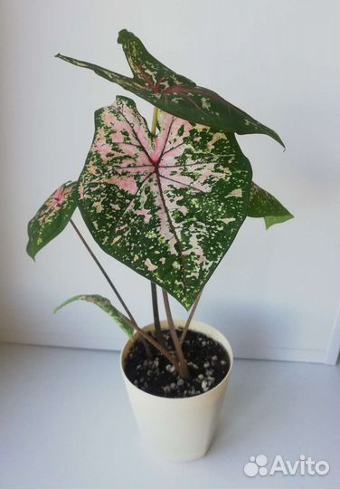 Каладиум тапестри (Tapestry)