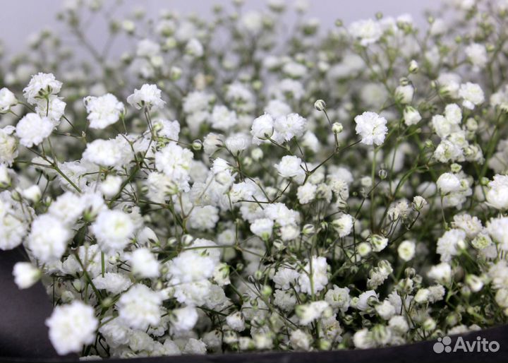 Доставка цветов букеты цветы Гипсофила