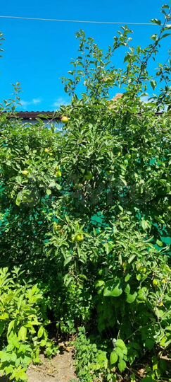 Дом 85 м² на участке 14 сот.