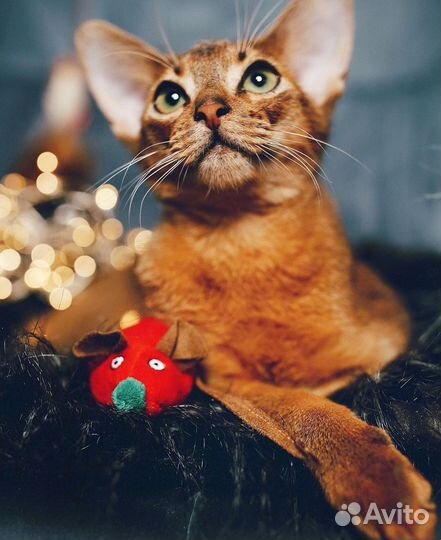 Котята 7 мес