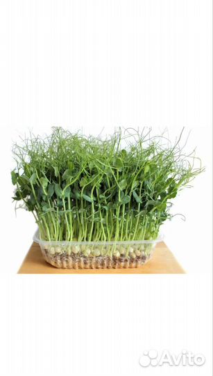 Микрозелень