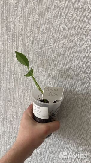 Комнатные растения