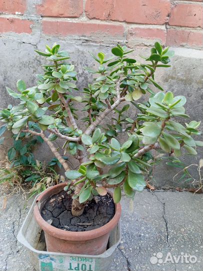 Денежное дерево