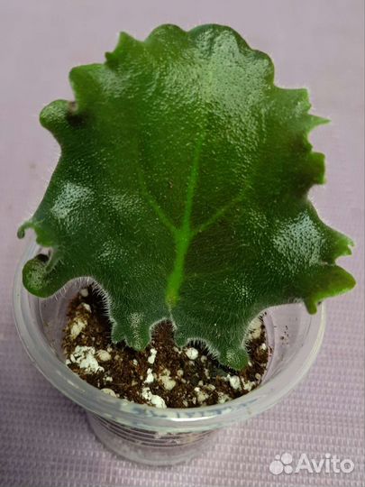 Фиалки (ук.листы)