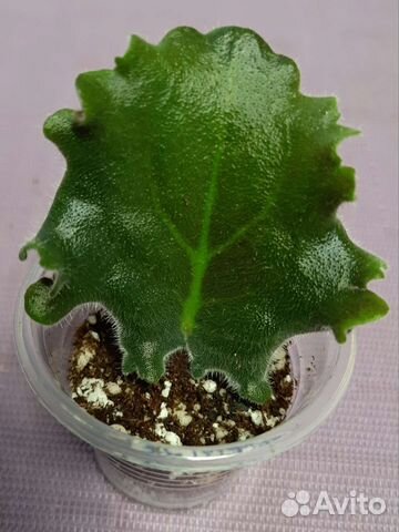 Фиалки (ук.листы)