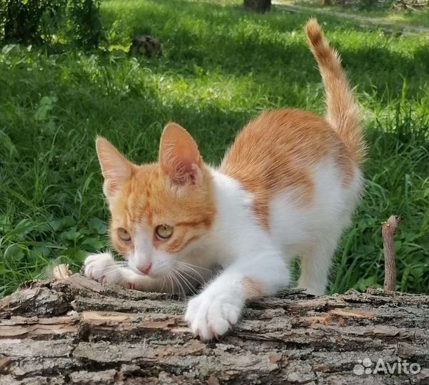 Рыжий комочек - счастье в дом
