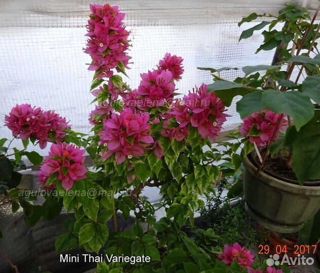 Бугенвиллия взрослая и детки