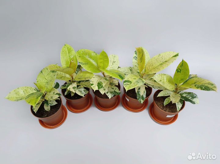 Вариегатный фикус Шривериана