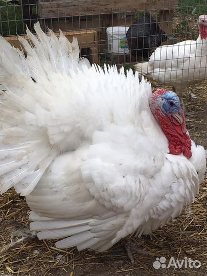 Цыплята бройлера кобб500 Испания