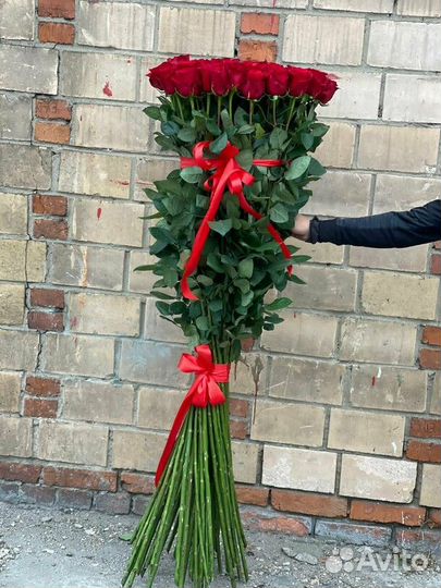 Роза высокая Эквадор