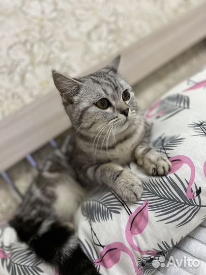 Британская