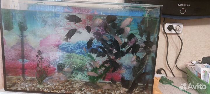 Аквариум с рыбками