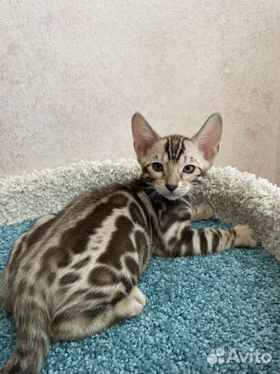 Бенгальский мальчик