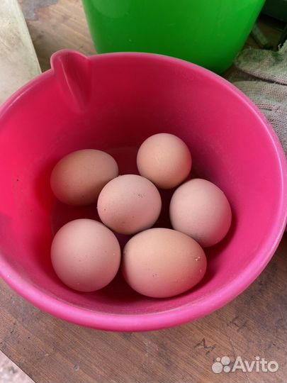 Яйцо на инкубацию джерсийский гигант