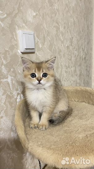 Британские котята