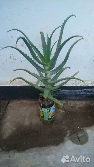 Алоэ лечебный