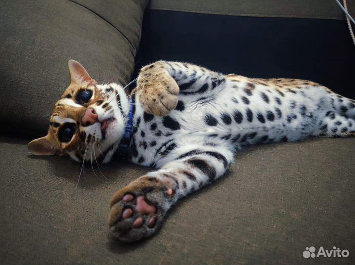 Азиатские леопардовые кошки,коты,котята. алк