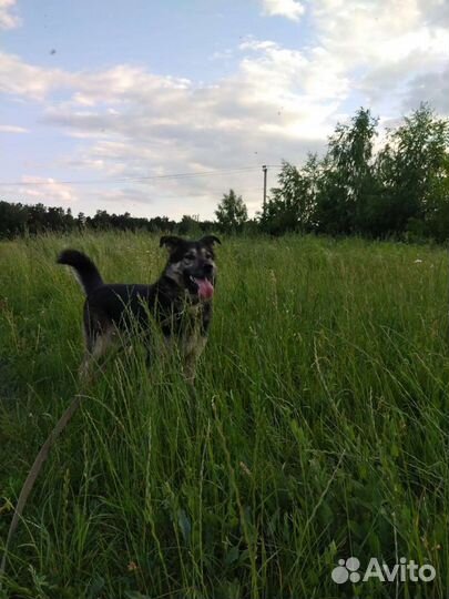 Передержка - Приют для животных