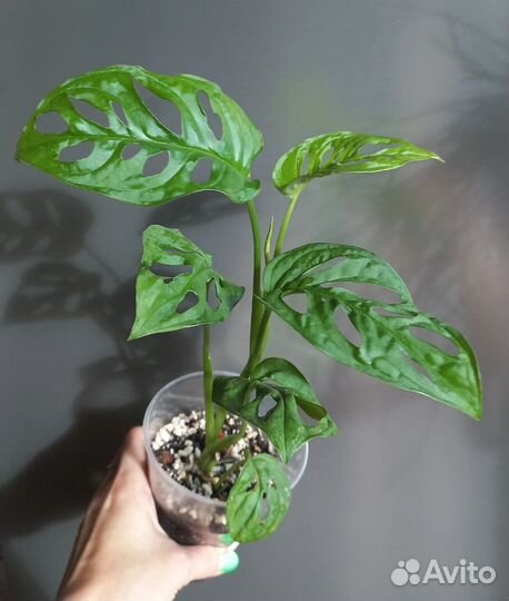 Монстера адансона / Манки маск