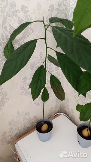 Авокадо растение