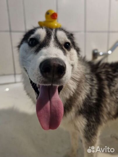 Грумер - стрижка животных