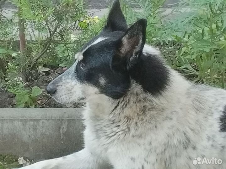 Собака в добрые руки