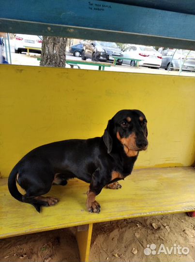 Вязка такса (мальчик)