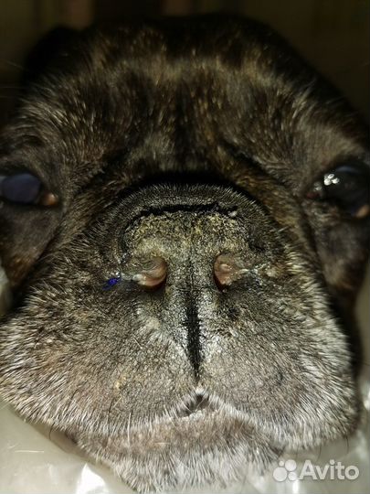 Стерилизация и кастрация кошек и собаки