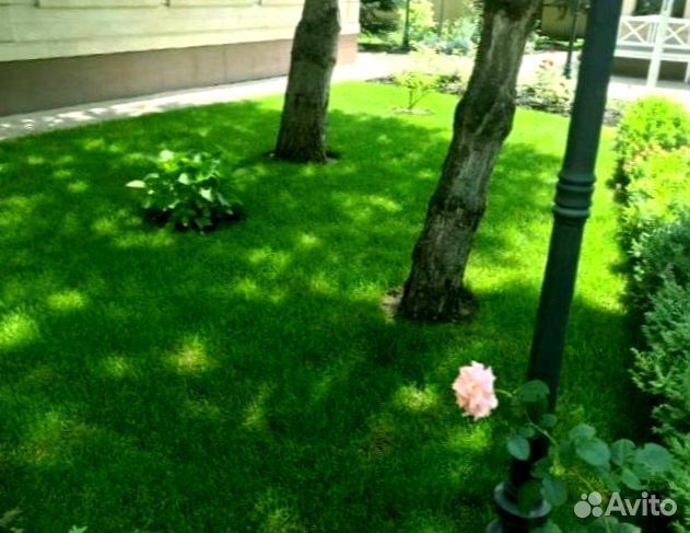 Рулонный газон